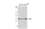 ALY Antibody in Western Blot (WB)