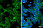 PAR3 Antibody in Immunocytochemistry (ICC/IF)