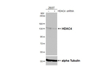 HDAC4 Antibody in Western Blot (WB)