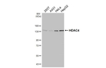 HDAC4 Antibody in Western Blot (WB)