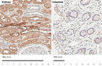 PATJ Recombinant Rabbit Monoclonal Antibody (HL3842)