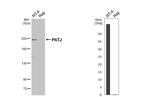 PATJ Antibody in Western Blot (WB)