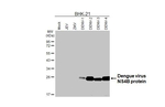 Dengue Virus Type 2 NS4B Recombinant Rabbit Monoclonal Antibody (HL3844)