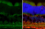 VIP Antibody in Immunohistochemistry (Frozen) (IHC (F))