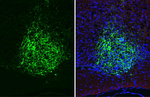 VIP Antibody in Immunohistochemistry (Frozen) (IHC (F))