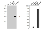 VIP Antibody in Western Blot (WB)