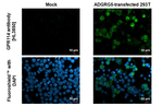 GPR114 Antibody in Immunocytochemistry (ICC/IF)