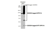 GPR114 Antibody in Western Blot (WB)