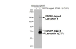 LPHN1 Antibody in Western Blot (WB)