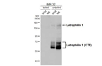 LPHN1 Recombinant Rabbit Monoclonal Antibody (HL3853)