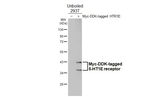 HTR1E Antibody in Western Blot (WB)