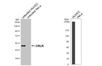 CALCRL Antibody in Western Blot (WB)