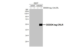 CALCRL Antibody in Western Blot (WB)