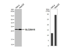 ORNT1 Antibody in Western Blot (WB)