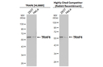 TRAF6 Recombinant Rabbit Monoclonal Antibody (HL3885)