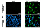 TRAF6 Antibody in Immunocytochemistry (ICC/IF)