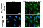 Phospho-HSP27 (Ser82) Recombinant Rabbit Monoclonal Antibody (HL3889)