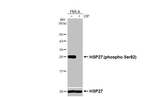 Phospho-HSP27 (Ser82) Antibody in Western Blot (WB)