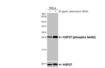 Phospho-HSP27 (Ser82) Antibody in Western Blot (WB)