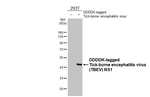 Tick-Borne Encephalitis Virus NS1 Antibody in Western Blot (WB)