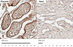 Fibulin 3 Recombinant Rabbit Monoclonal Antibody (HL3907)