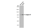 Golgin-97 Antibody in Western Blot (WB)