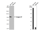Golgin-97 Antibody in Western Blot (WB)