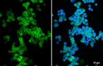 P2Y2 Antibody in Immunocytochemistry (ICC/IF)