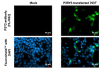 P2Y2 Recombinant Rabbit Monoclonal Antibody (HL3922)