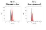 P2Y2 Recombinant Rabbit Monoclonal Antibody (HL3923)