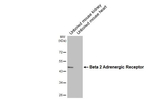 beta-2 Adrenergic Receptor Recombinant Rabbit Monoclonal Antibody (HL3929)