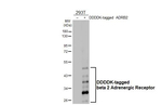 beta-2 Adrenergic Receptor Antibody in Western Blot (WB)