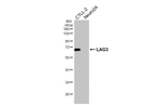 CD223 Recombinant Rabbit Monoclonal Antibody (HL3930)