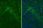 CHRM1 Antibody in Immunohistochemistry (Paraffin) (IHC (P))