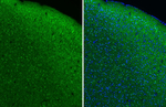 CHRM1 Antibody in Immunohistochemistry (Paraffin) (IHC (P))