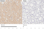 CHRM1 Antibody in Immunohistochemistry (Paraffin) (IHC (P))