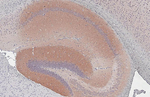 CHRM1 Antibody in Immunohistochemistry (Paraffin) (IHC (P))
