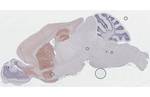 CHRM1 Antibody in Immunohistochemistry (Paraffin) (IHC (P))