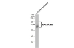 CHRM1 Antibody in Western Blot (WB)