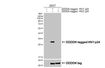 HIV1 p24 Antibody in Western Blot (WB)