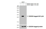 HIV1 p24 Recombinant Rabbit Monoclonal Antibody (HL3935)