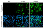 HIV1/2 p24 Recombinant Rabbit Monoclonal Antibody (HL3937)