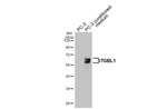 ITGBL1 Recombinant Rabbit Monoclonal Antibody (HL3944)