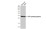 ATP Synthase gamma Antibody in Western Blot (WB)