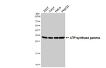 ATP Synthase gamma Antibody in Western Blot (WB)
