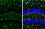 PRDX6 Antibody in Immunohistochemistry (Paraffin) (IHC (P))