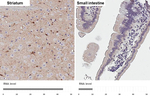 PRDX6 Recombinant Rabbit Monoclonal Antibody (HL3951)
