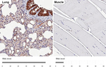 PRDX6 Antibody in Immunohistochemistry (Paraffin) (IHC (P))