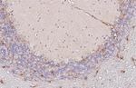 PRDX6 Antibody in Immunohistochemistry (Paraffin) (IHC (P))