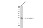 PRDX6 Antibody in Western Blot (WB)